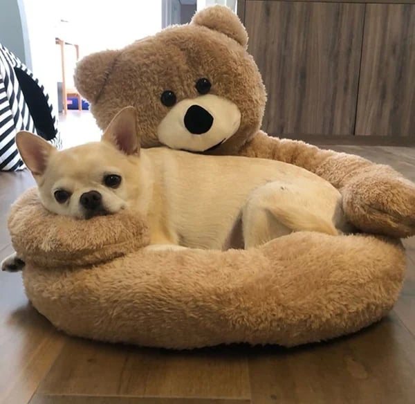 🐶🐱 Teddy bear pillow cat and dog beds