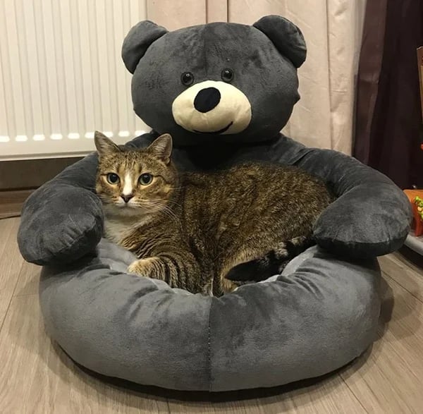 🐶🐱 Teddy bear pillow cat and dog beds